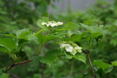 백당나무 꽃 (함백산 만항재) 14