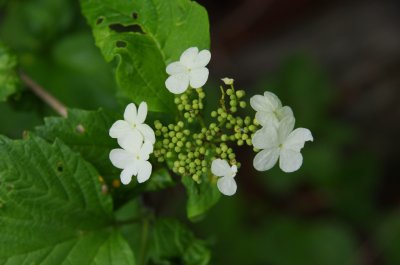 백당나무 꽃 (함백산 만항재) 15