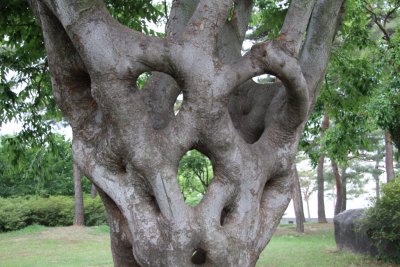 독립기념관 느티나무 09