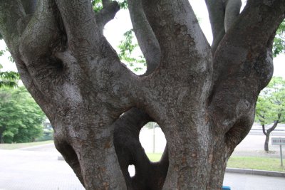 독립기념관 느티나무 10