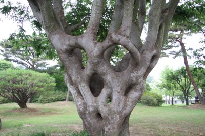 독립기념관 느티나무 12
