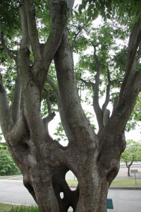 독립기념관 느티나무 16