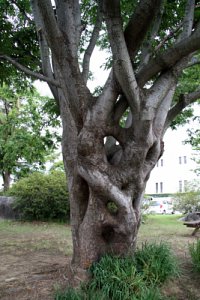 독립기념관 느티나무 18