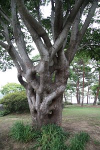 독립기념관 느티나무 19