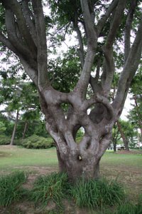 독립기념관 느티나무 20