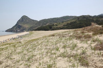 성촌해변 모래언덕 04