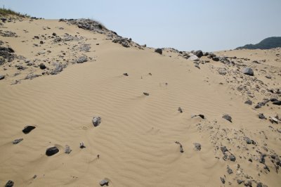 성촌해변 모래언덕 15