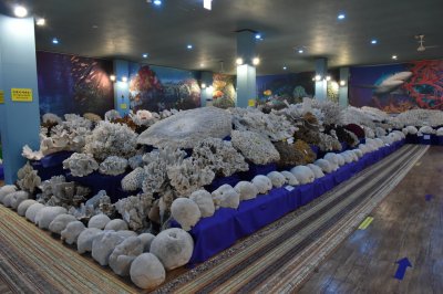 울산해양박물관 - 2층 산호전시관 10