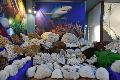 울산해양박물관 - 2층 산호전시관 11