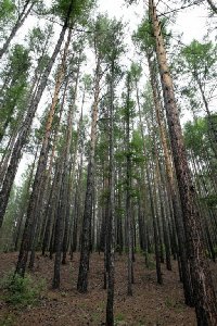 말라코프카 이스토치니크 자연공원 숲길 10