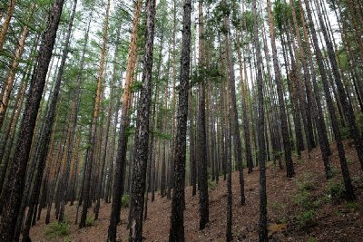 말라코프카 이스토치니크 자연공원 숲길 14
