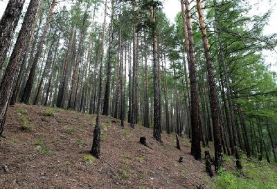 말라코프카 이스토치니크 자연공원 숲길 20