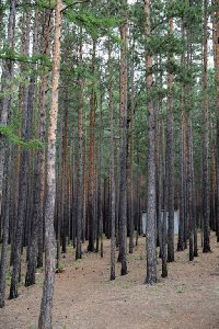 말라코프카 이스토치니크 자연공원 숲길 19