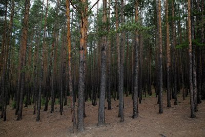 말라코프카 이스토치니크 자연공원 숲길 09
