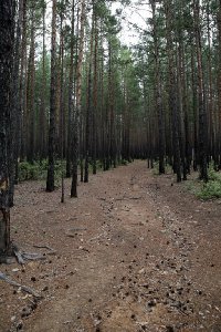 말라코프카 이스토치니크 자연공원 숲길 20
