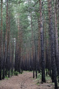 말라코프카 이스토치니크 자연공원 숲길 17