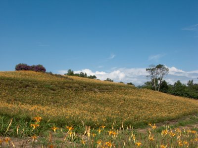 Daylily flower at Sixty Stone Mountain 02