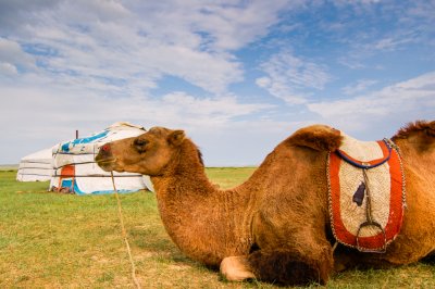 Mongolian Camel 01