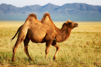 Mongolian Camel 02