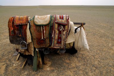 Mongolian Camel 03