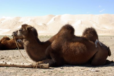 Mongolian Camel 05