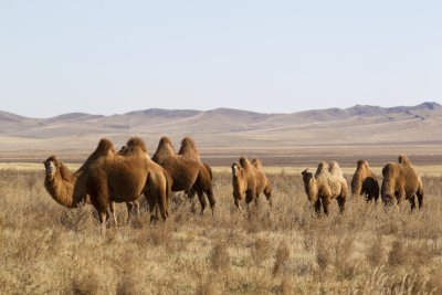 Mongolian Camel 06