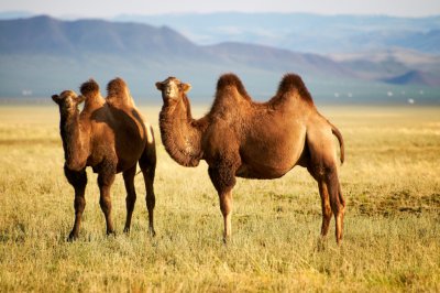 Mongolian Camel 07