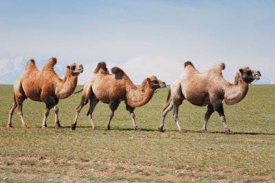 Mongolian Camel 08