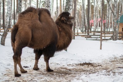 Mongolian Camel 09