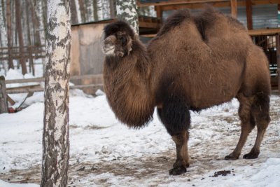 Mongolian Camel 10
