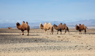 Mongolian Camel 11