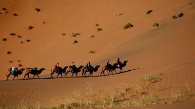 Mongolian Camel 12