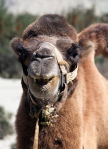 Mongolian Camel 13