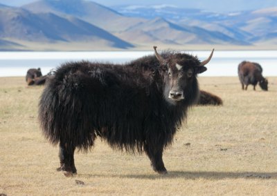 Mongolian Yak 01
