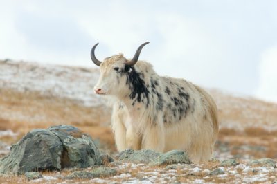 Mongolian Yak 06