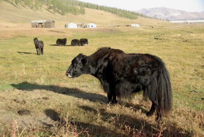 Mongolian Yak 07