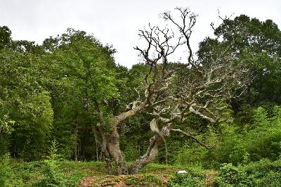 보삼마을 - 당산나무 17