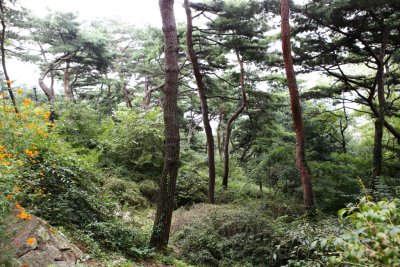 남산 고유 소나무림 05