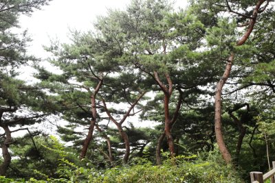 남산 고유 소나무림 09