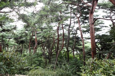 남산 고유 소나무림 10