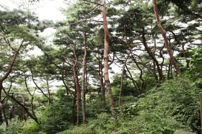 남산 고유 소나무림 12