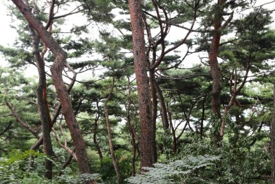 남산 고유 소나무림 14