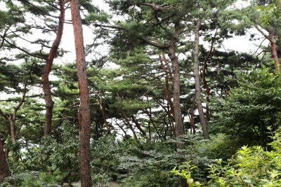 남산 고유 소나무림 15