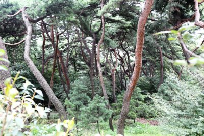 남산 고유 소나무림 16
