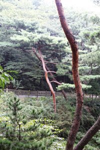 남산 고유 소나무림 17