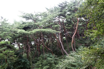 남산 고유 소나무림 19