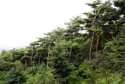 남산 고유 소나무림 20