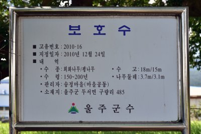 송정마을 보호수 20