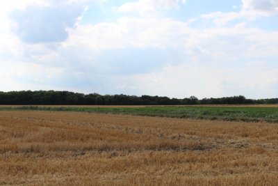 Auvers-Sur-Oise wheat field 04