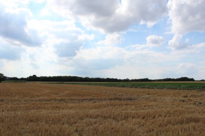 Auvers-Sur-Oise wheat field 05